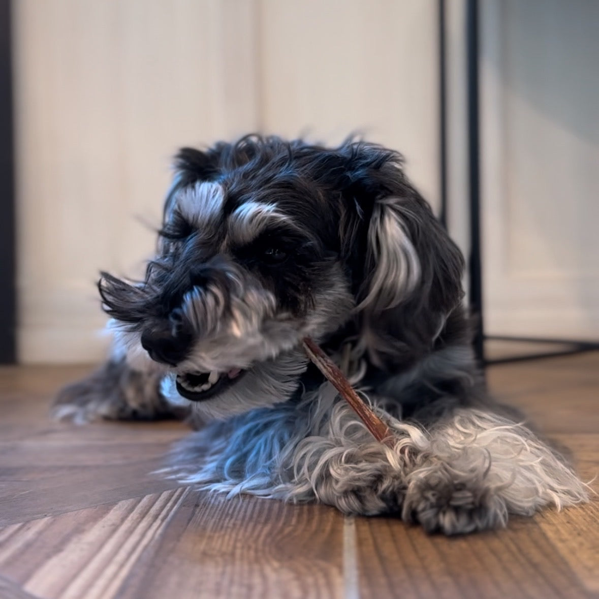 【おやつ】mmsu-haオリジナル馬肉アキレス(2本）【プレミアム犬用オヤツ/ストレス解消＆歯石予防】